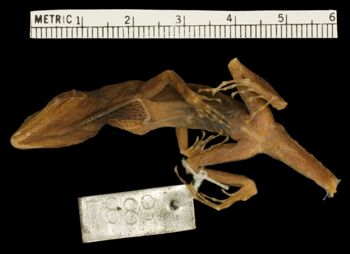 Media type: image;   Herpetology R-7889